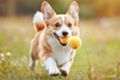 dog.png